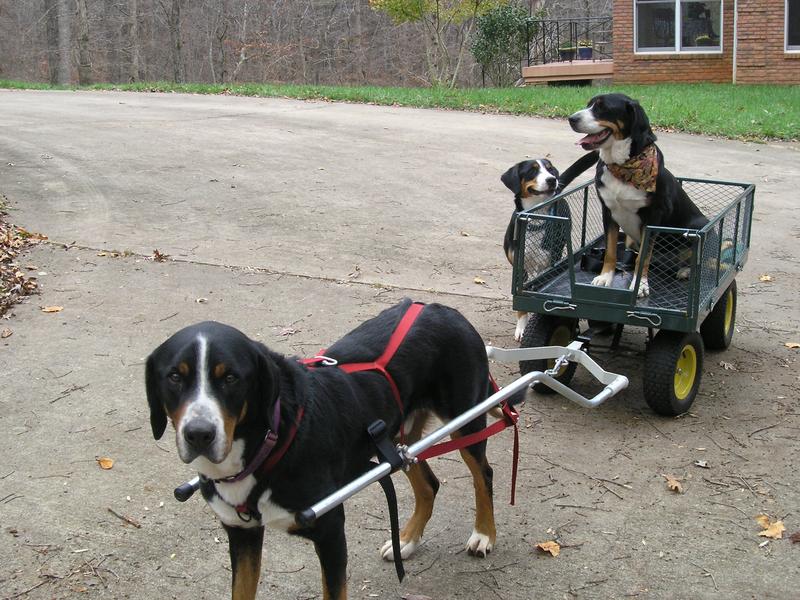 Three dogs and a cart
